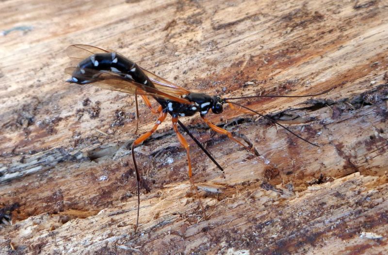 Ichneumonidae: Rhyssa persuasoria all''opera